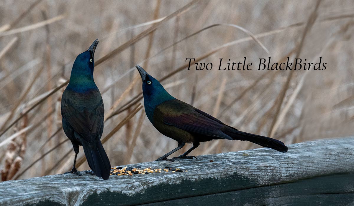 Two-Little-Black Birds